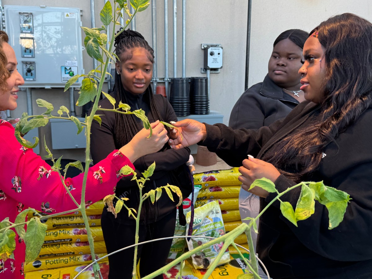 Morgan State University Greenhouse Grows Health and Sustainability - The  Baltimore Times