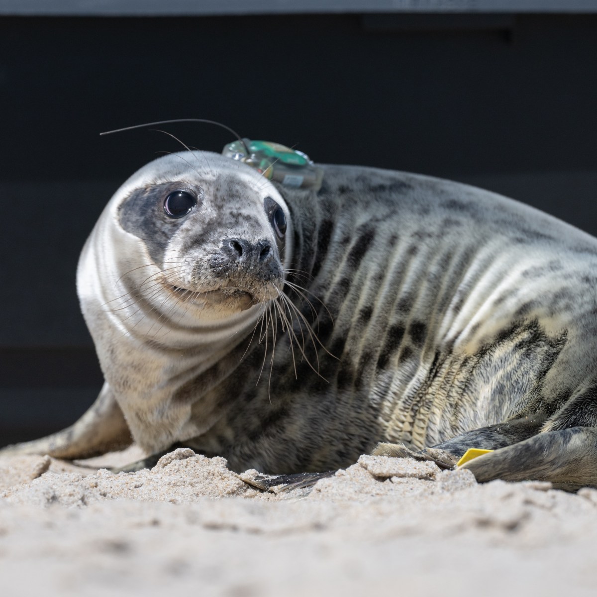 29 Rehabilitated Baltimore-Themed Cold-Stunned Sea Turtles—and One Seal—Return to the Sea