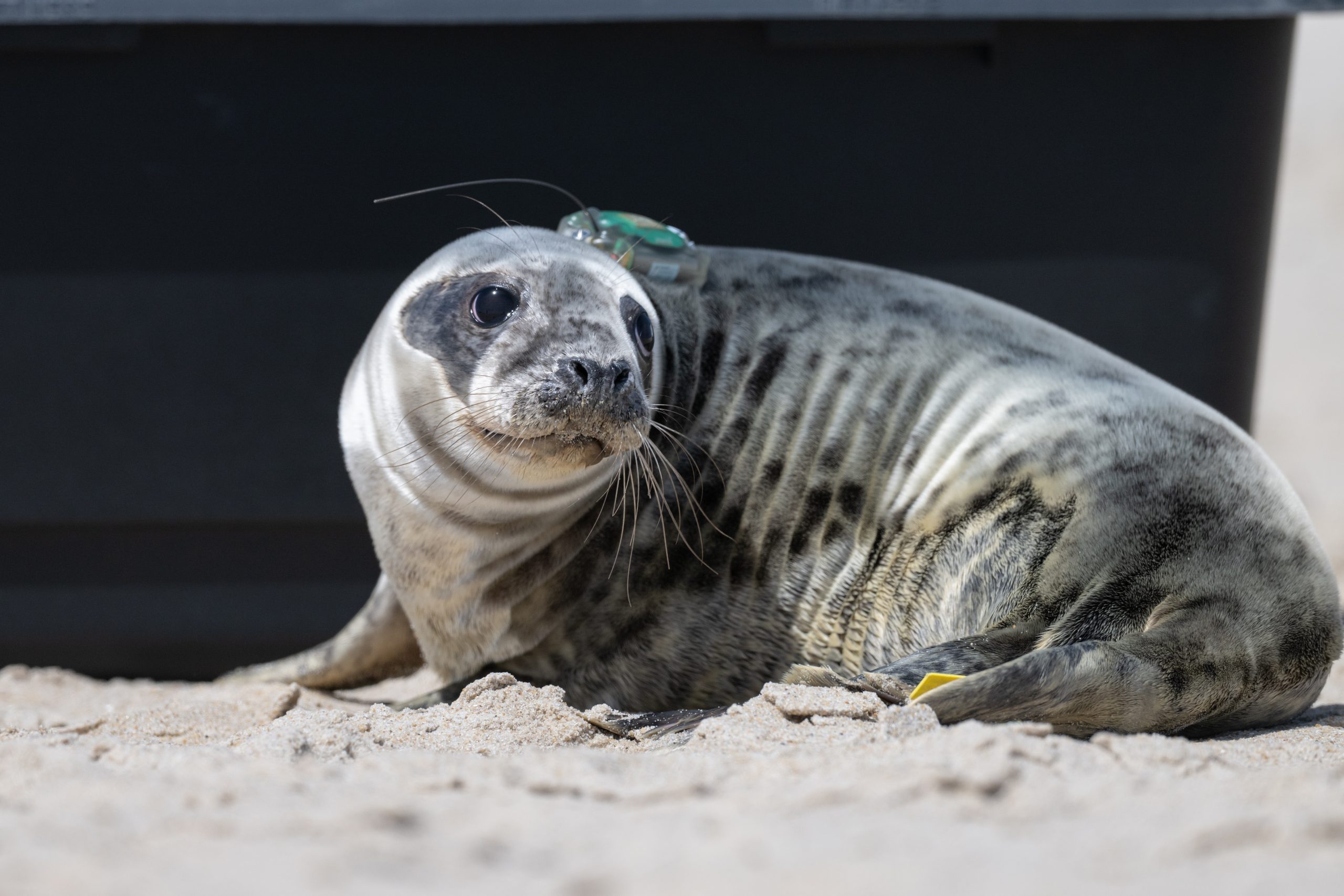 29 Rehabilitated Baltimore-Themed Cold-Stunned Sea Turtles—and One Seal—Return to the Sea