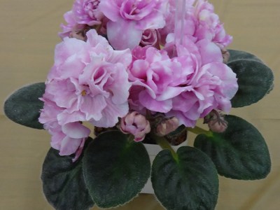 Baltimore African Violet Club to Host Spring Sale Ahead of Mother’s Day