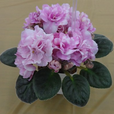 Baltimore African Violet Club to Host Spring Sale Ahead of Mother’s Day